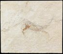 Cretaceous Fossil Shrimp - Lebanon #48576-1